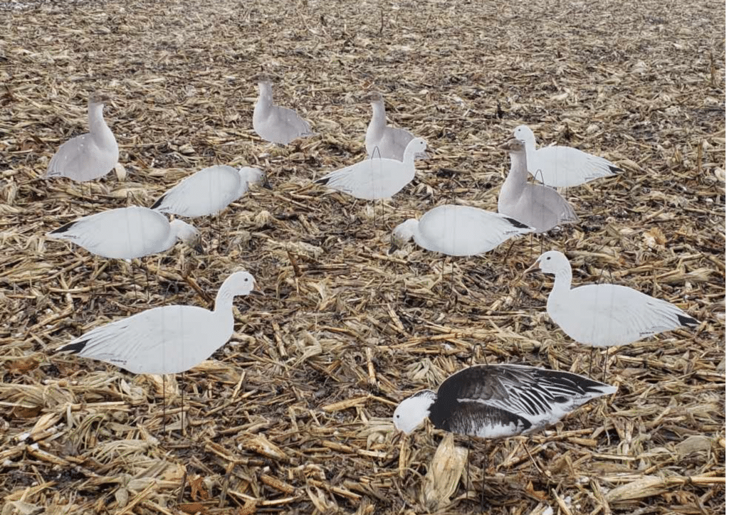 Top Down Decoys® Snow Goose Silhouette Decoy 1 in quality