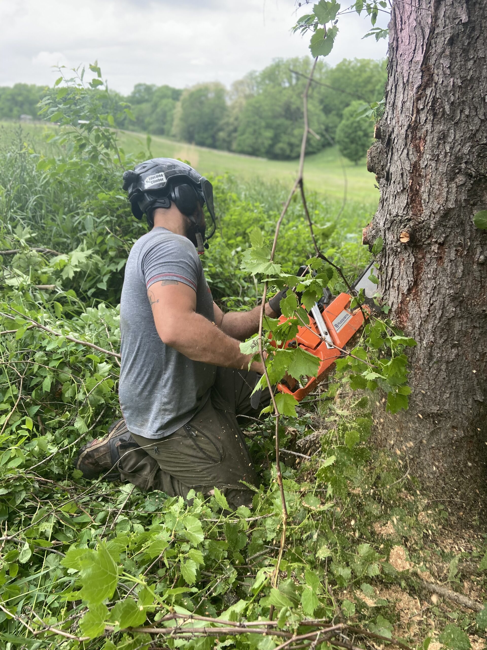 Tree Removal Top Down Trees LLC