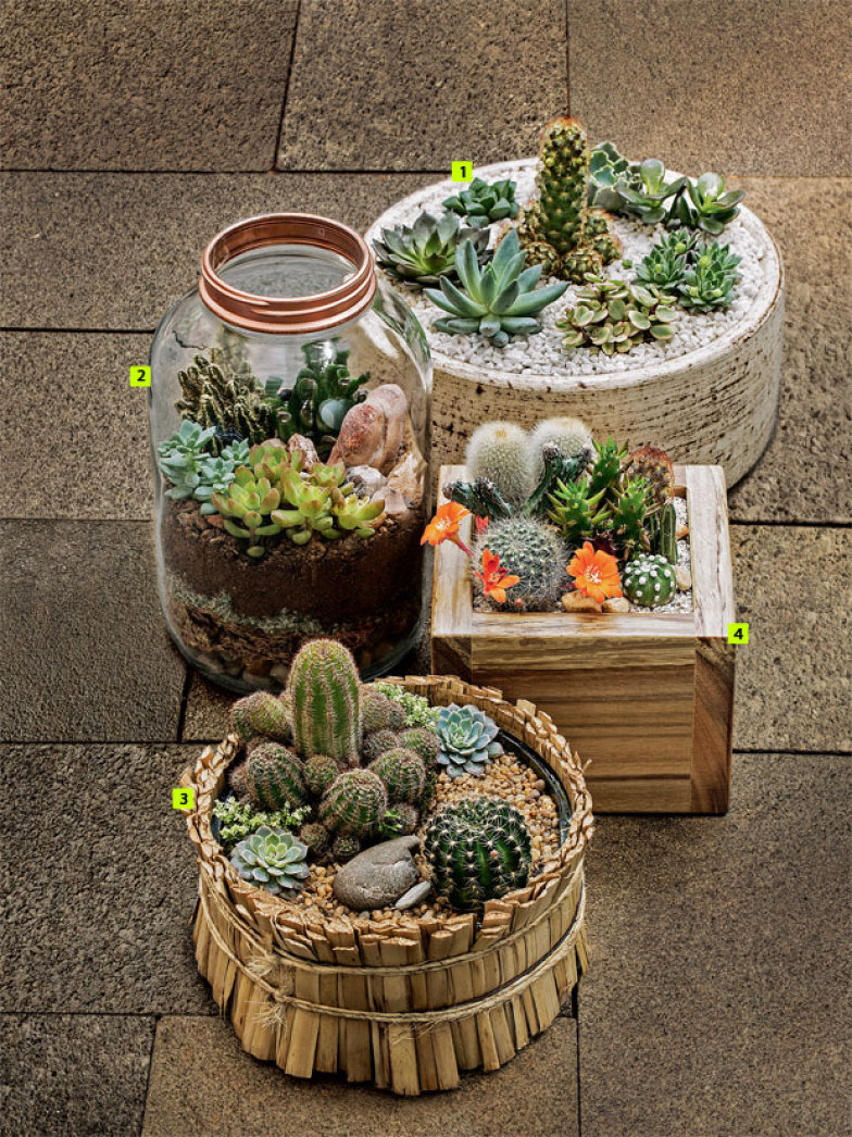 How to Make Mini Succulent and Cacti Gardens in 15 Min Top Dreamer