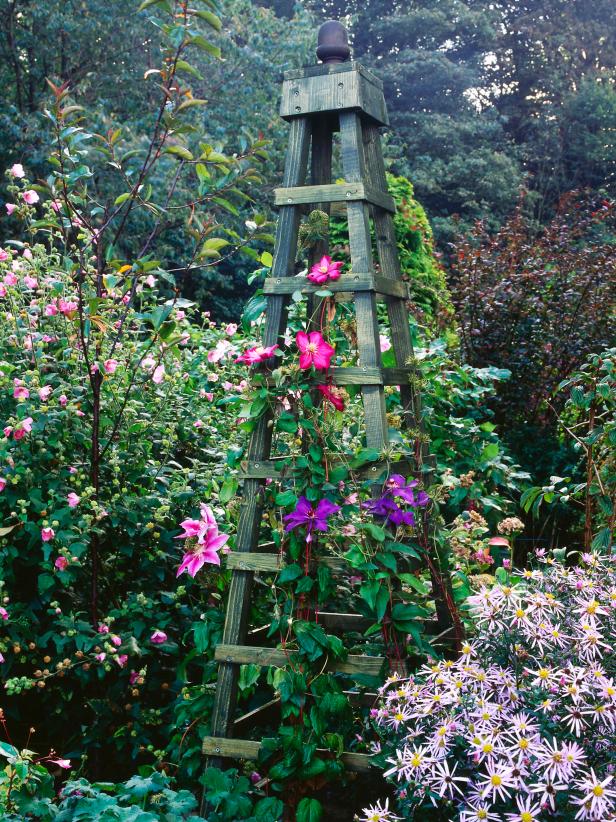 Help and Advice on Growing Flowering Climbers in Your Garden Top Dreamer