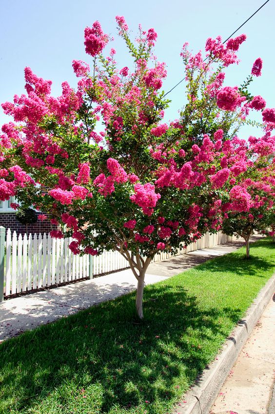 Spring Flowering Trees That Will Make You Say WoW Top Dreamer