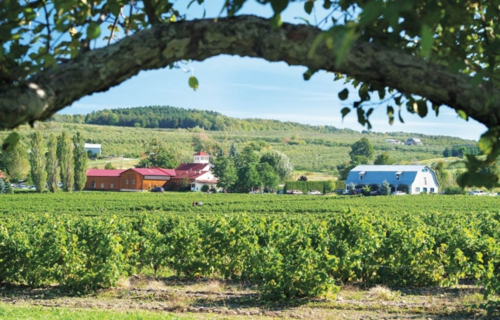 Top 15 des plus beaux vignobles du Québec Top du Québec