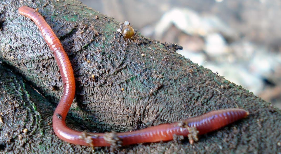 Worms For Sale When Building Your Worms Farm