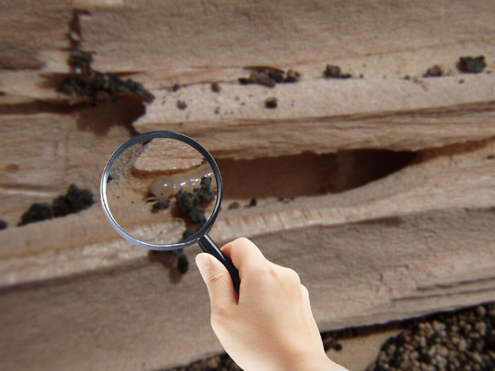 Why you need to Termite Inspection Top Environmental Solutions