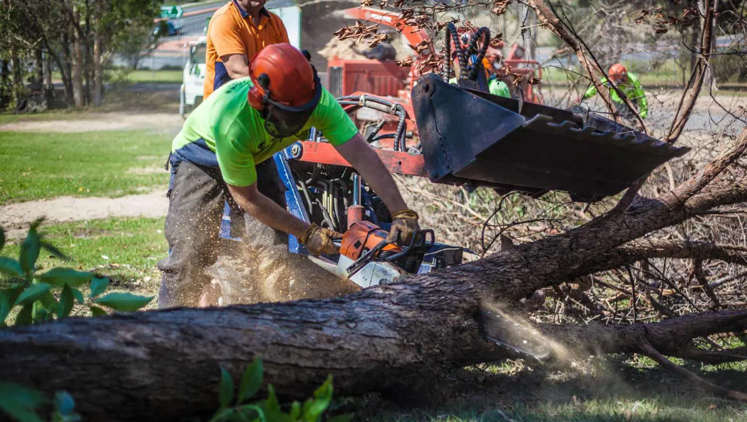 Tree Removal Brisbane Best Grind It Stump Removal 2021