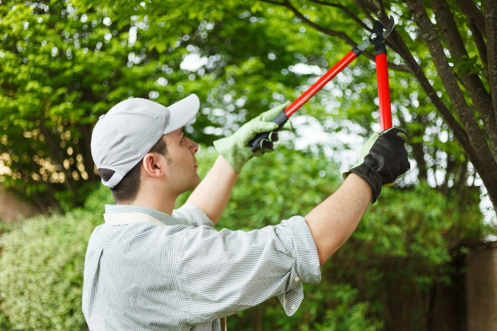 Tree Trimming Brisbane Best Arborist Brisbane 2021