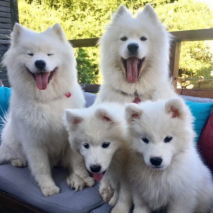 25 Most Expensive Dog Breeds in the World Page 8 of 25 Top Expensive