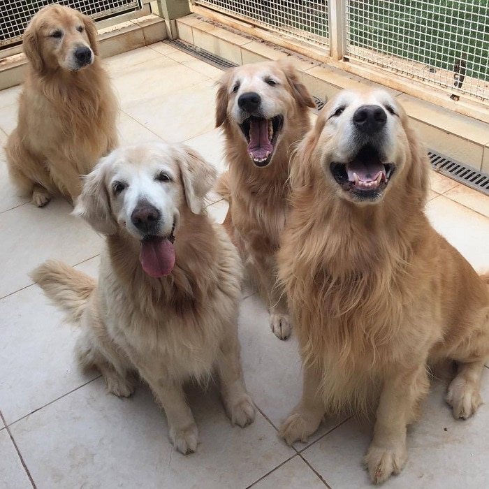 10 Most Expensive Dog Breeds in the World Page 6 of 10