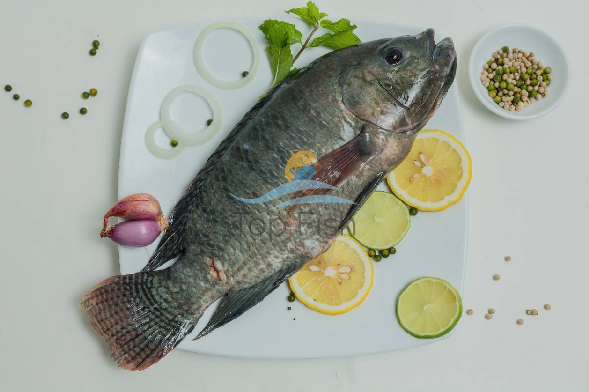 BLACK TILAPIA Top Fish