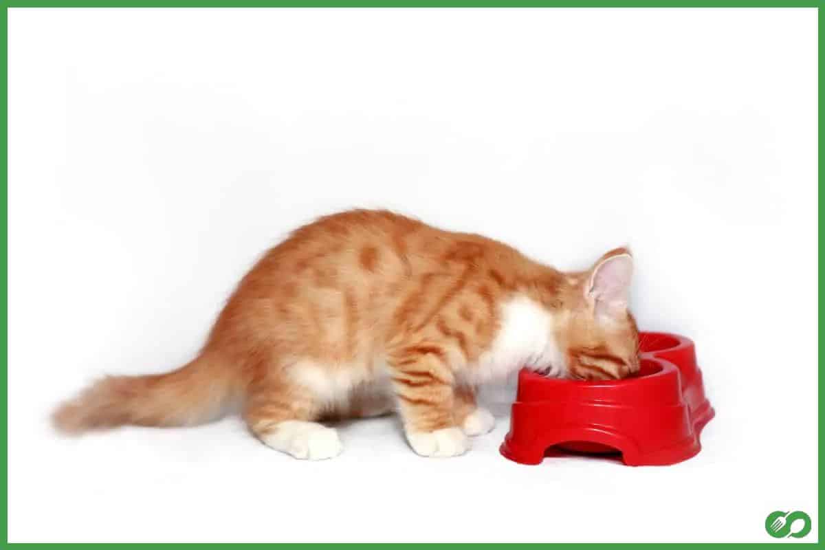 Is It Okay To Feed My Cat Chicken? (And How Often?)