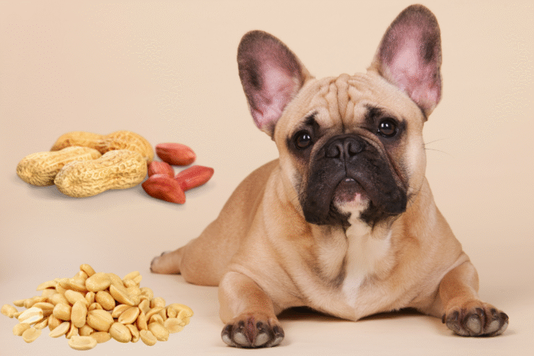 Best Dog Food For French Bulldogs [2024] Real Reviews