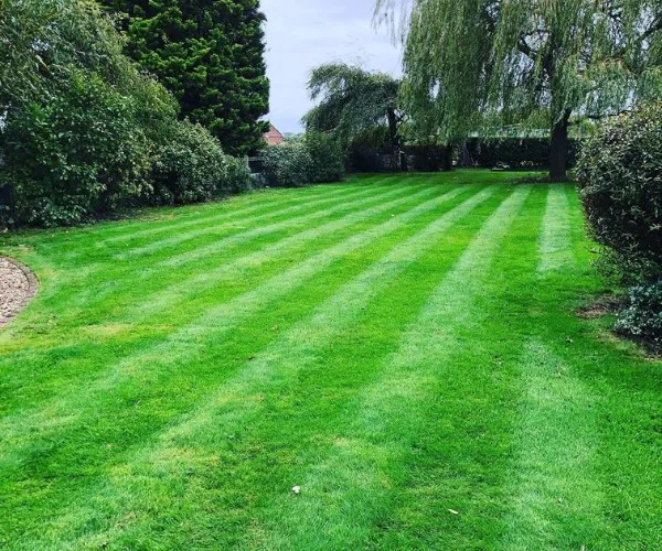 The do's and don'ts of home Lawn Care Top Garden Services