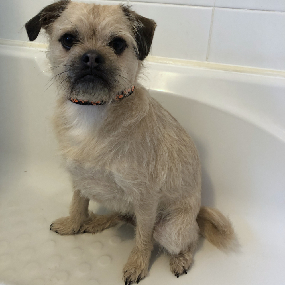 Dog Grooming by Top Hat 'n' tails