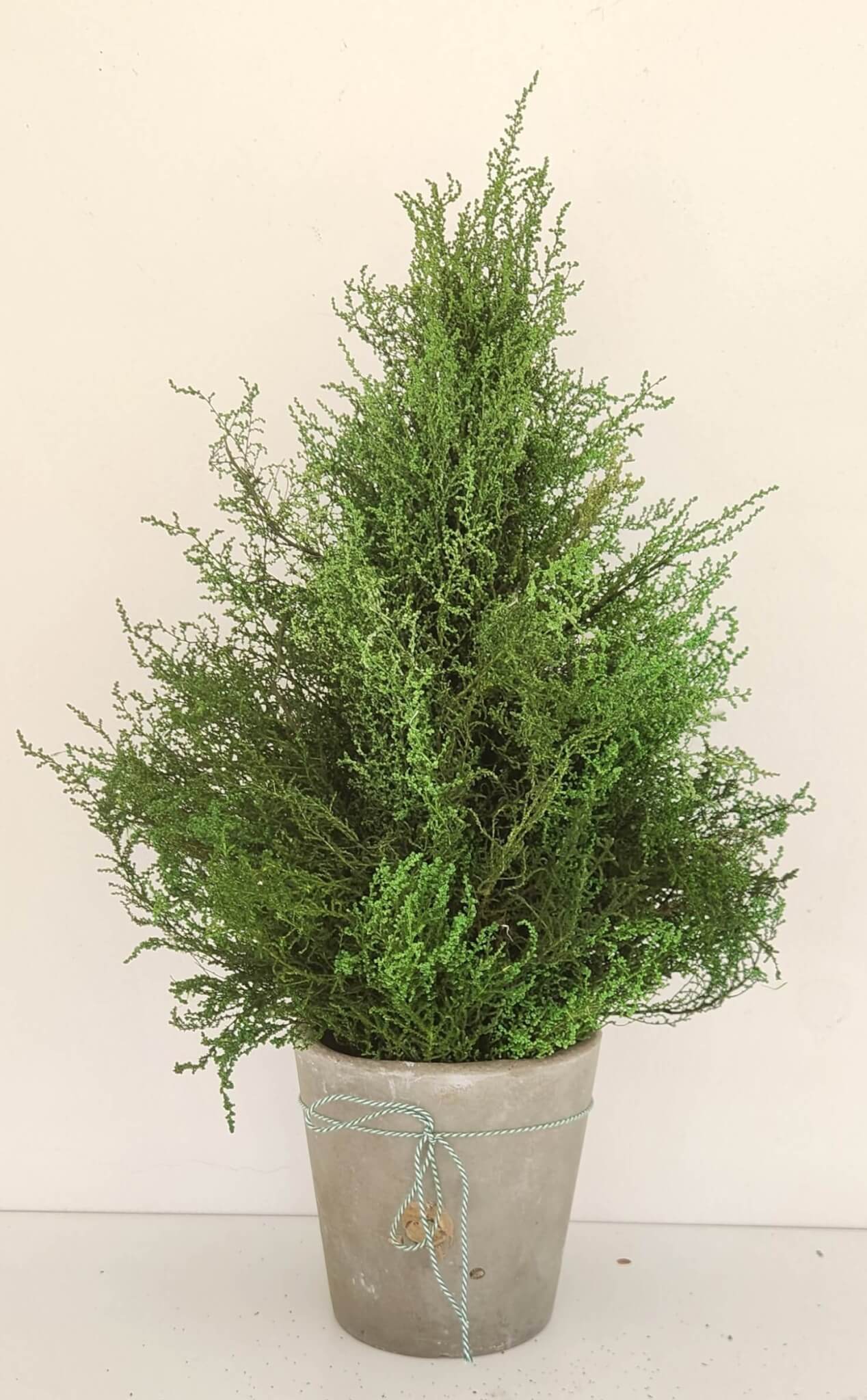 Slangbos Christmas Tree In Pot (500mm Tall) Andreas Topiaries