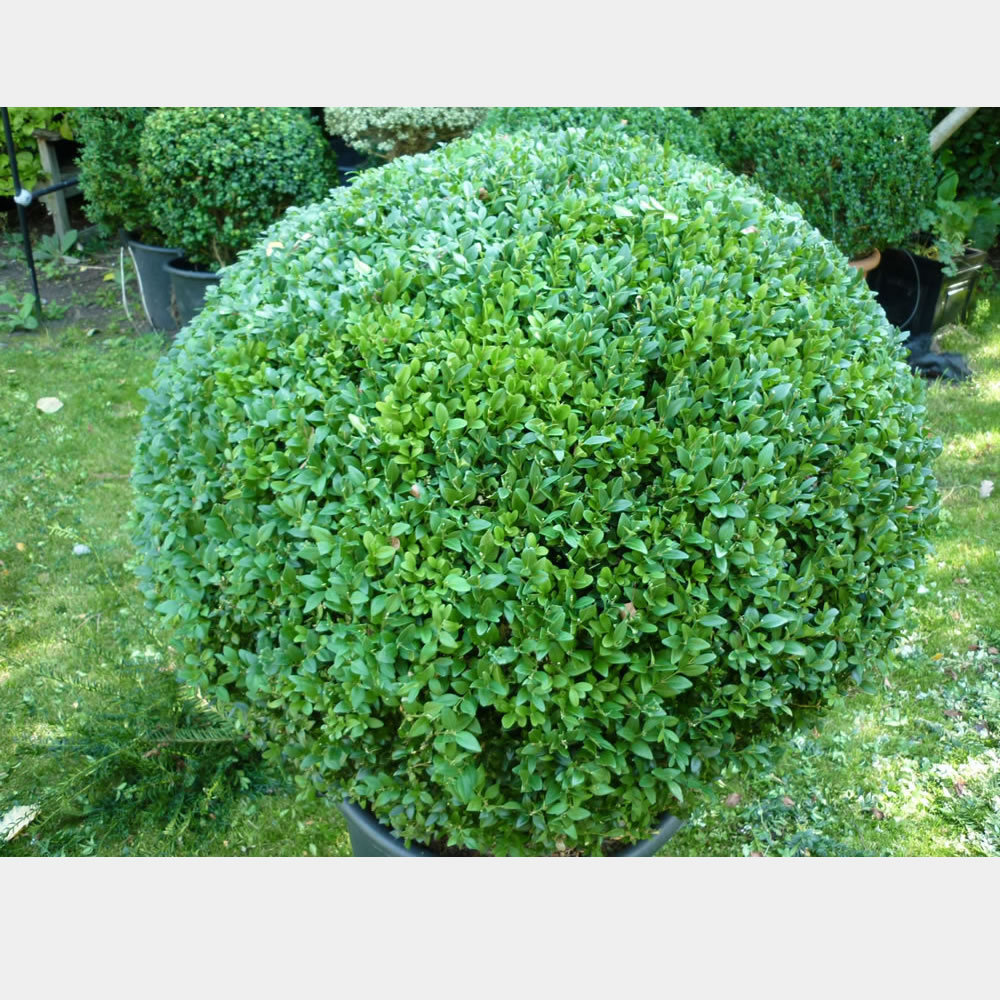 Buxus sempervirens Ball Topiary Arts