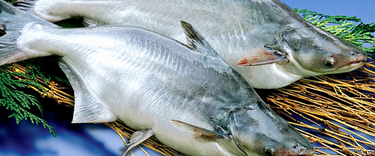 ロイヤリティフリースズキ 英語 魚 魚のすべて