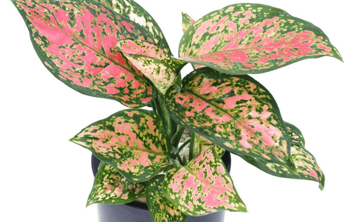 Harga Aglaonema Harlequin Capai Rp 650 juta Topikindo