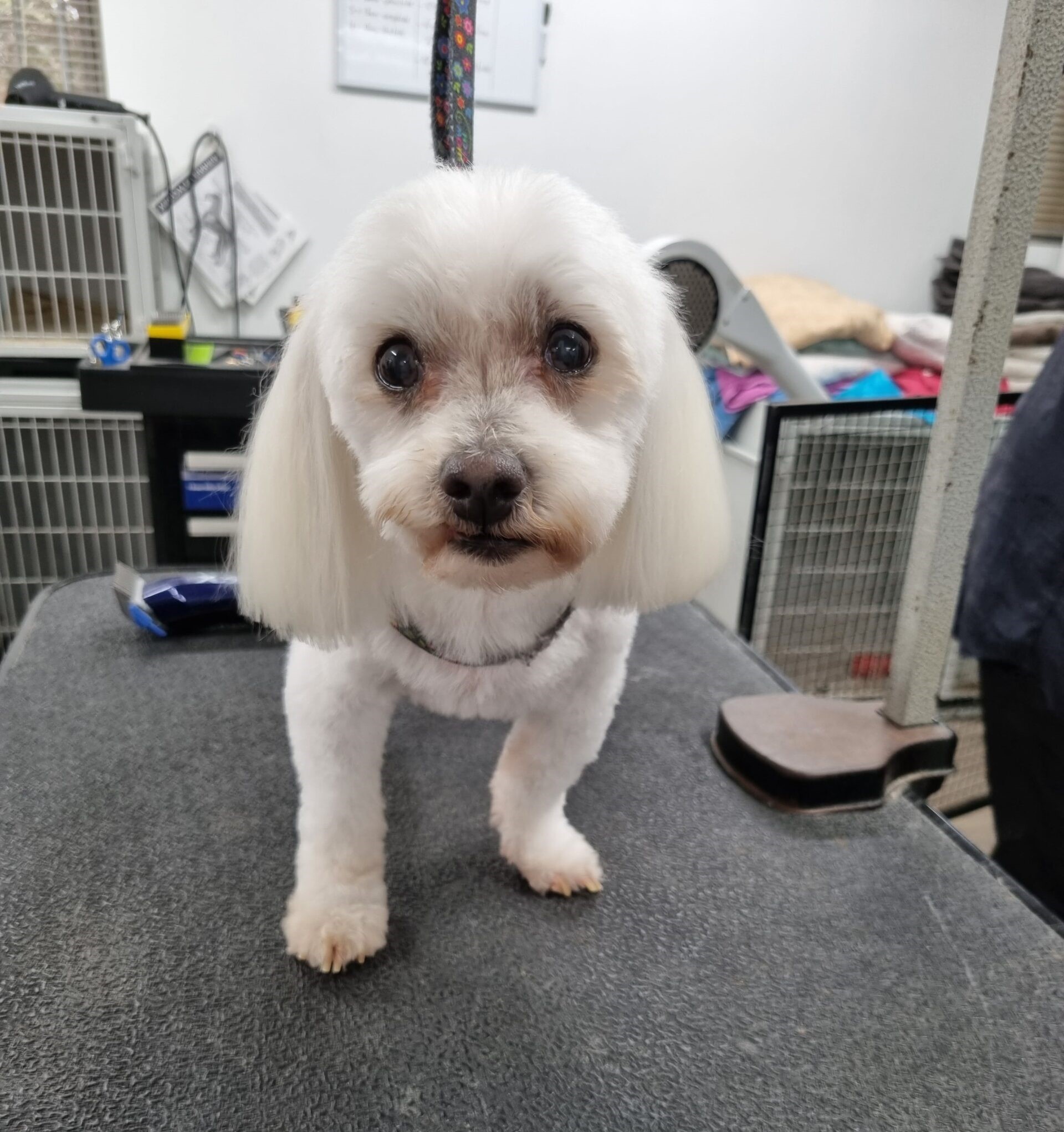 Gallery Dog Grooming Gold Coast