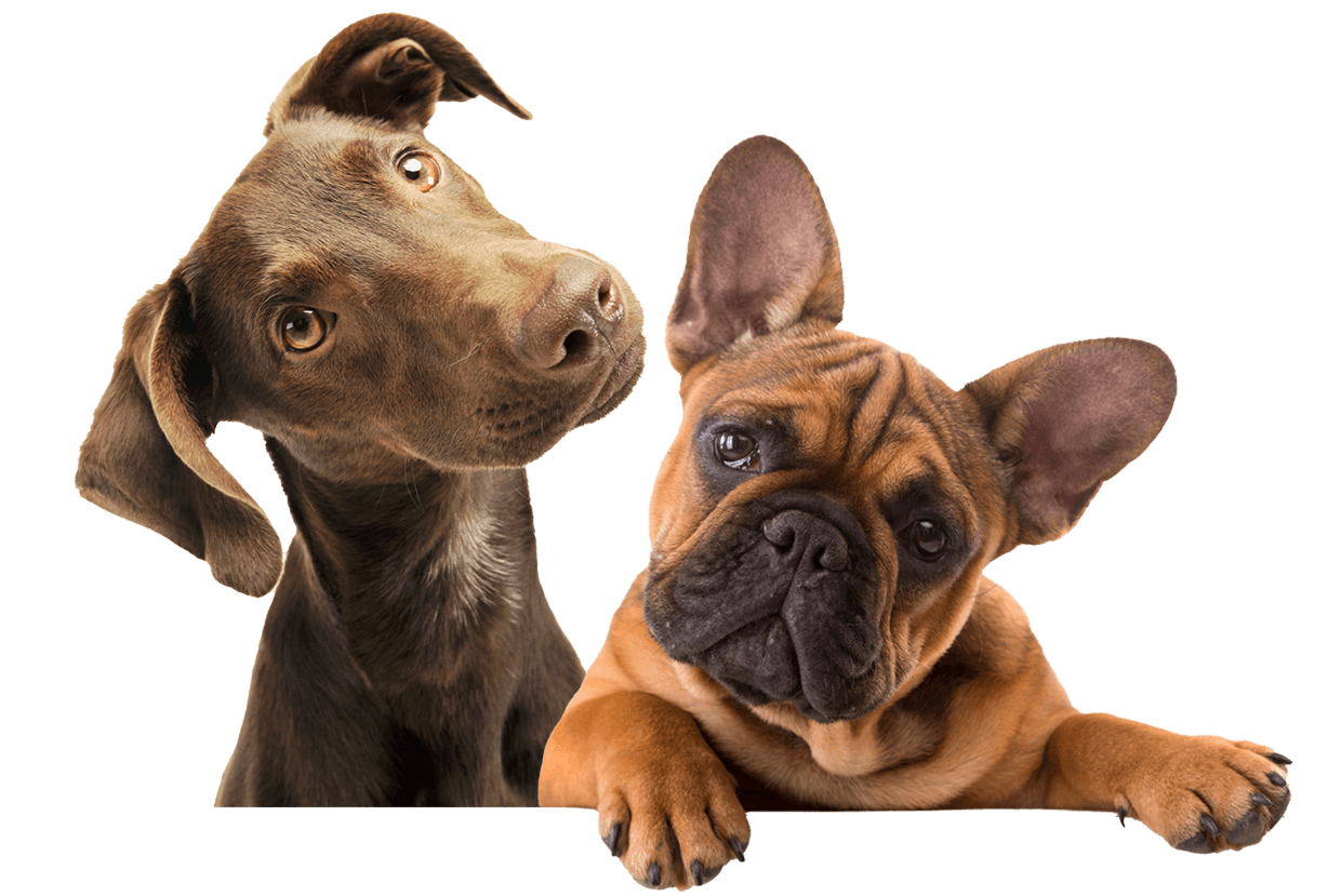 Dog Grooming Gold Coast Top Notch Groomers Pet Salon Gold Coast