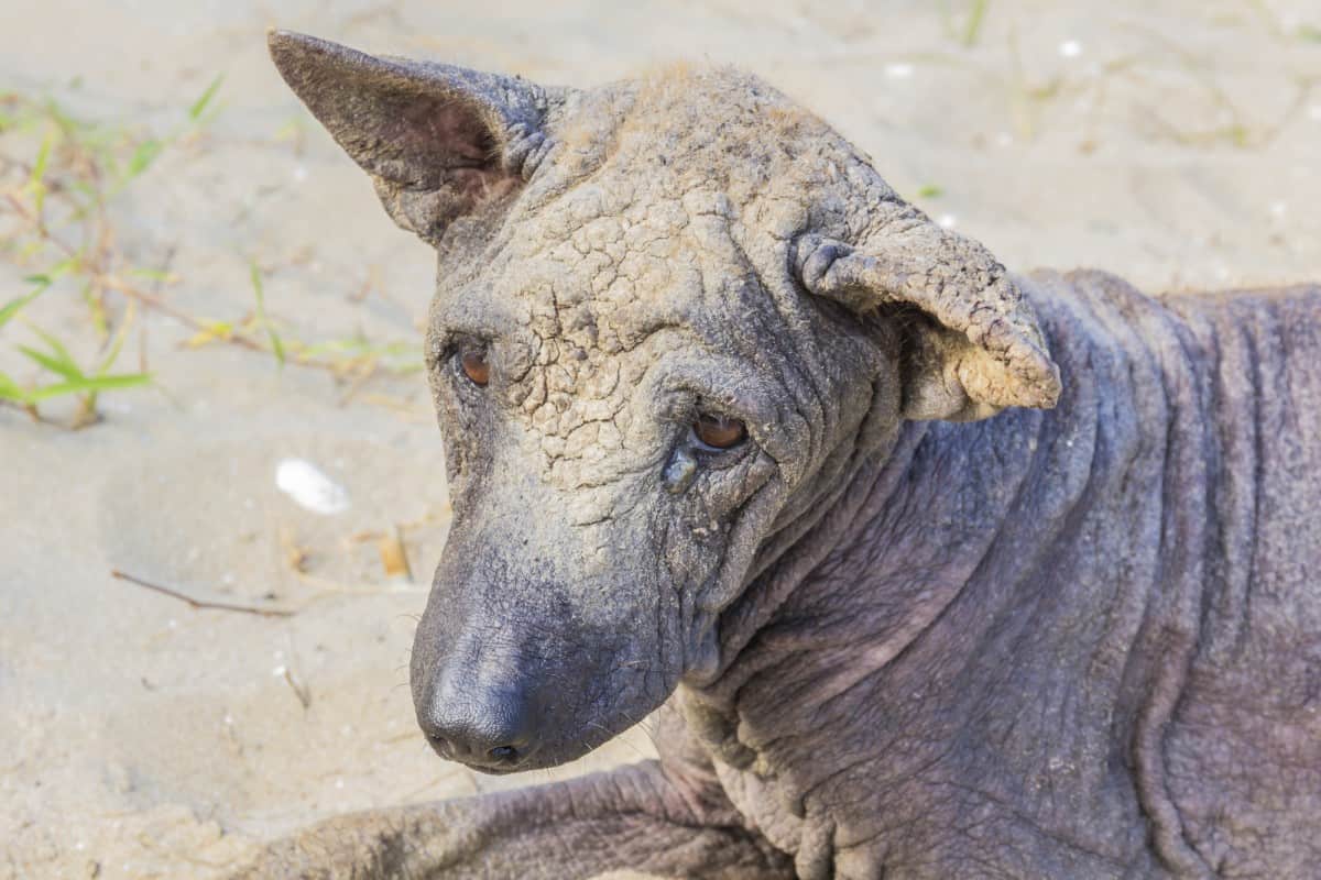 Can Mange Kill A Dog