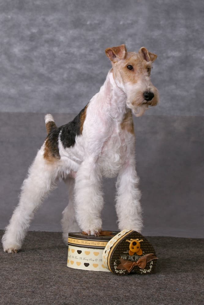 Are Smooth And Wire Fox Terrier’s The Same Dog? Top Lap Dogs