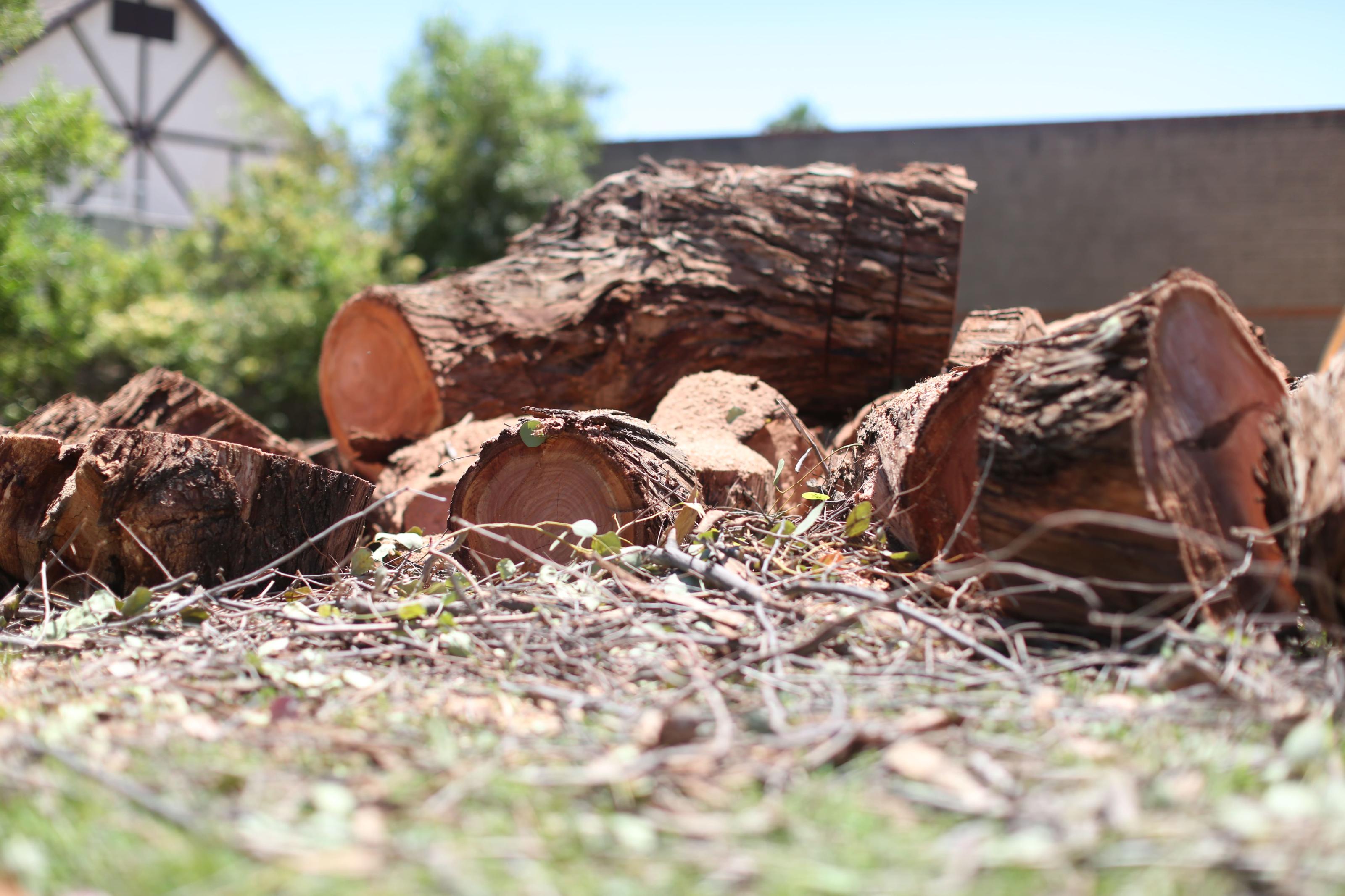 When You Need Queen Creek Tree Removal? Signs to Look For