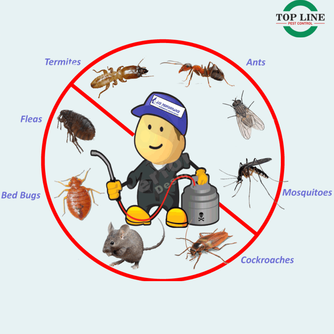 Rodents Control Abbotsford Cockroaches Control in Abbotsford