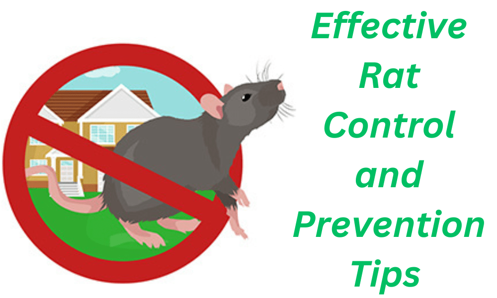 Effective Rat Control and Prevention Tips from Top Line Pest Control