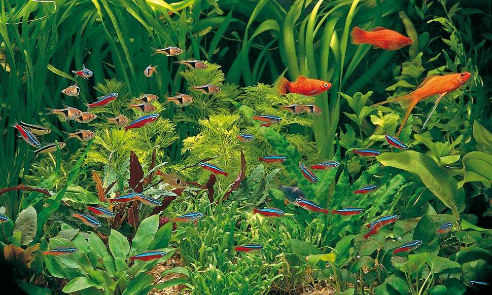 The Most Expensive Aquarium Fish in the World Top List Brands