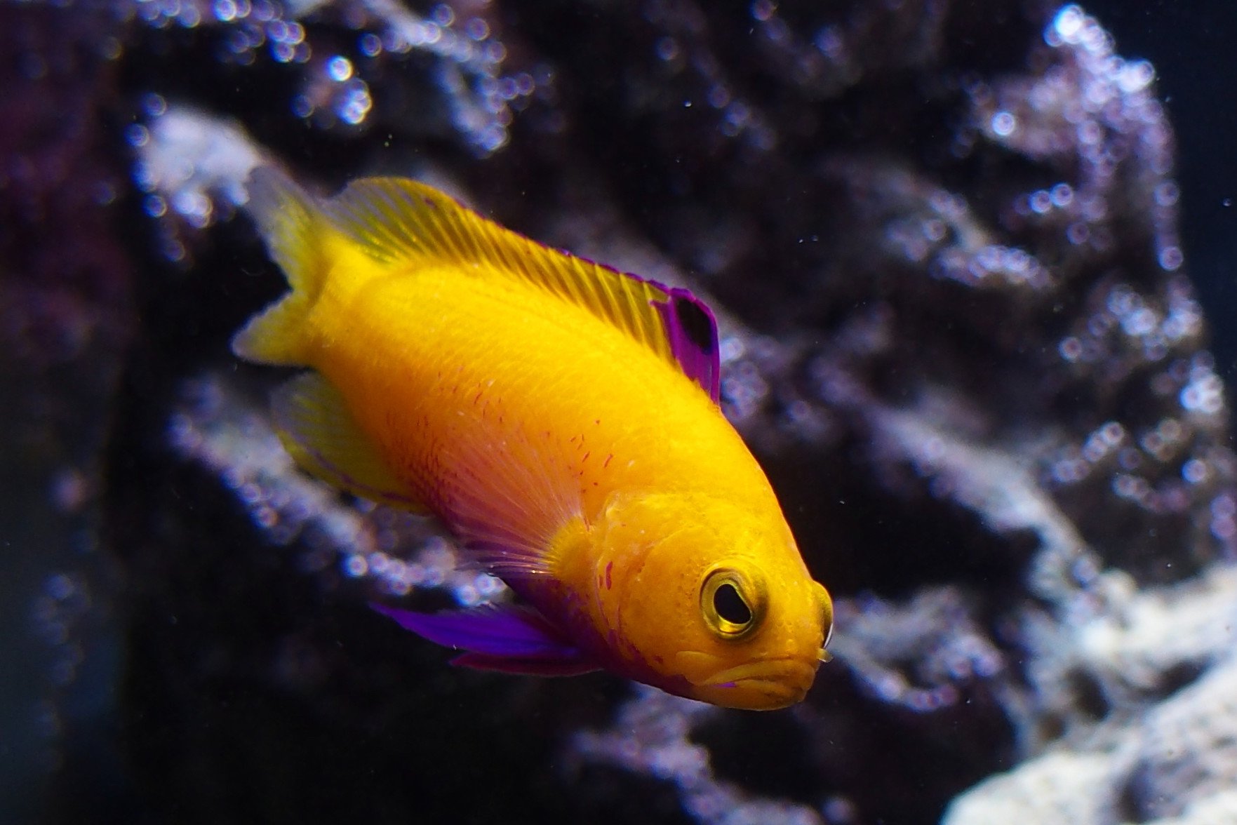 The Most Expensive Aquarium Fish in the World Top List Brands