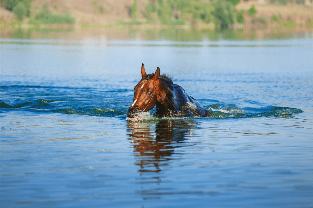 5 Best Questions To Answer Before You Swim With Your Horse Top Mum