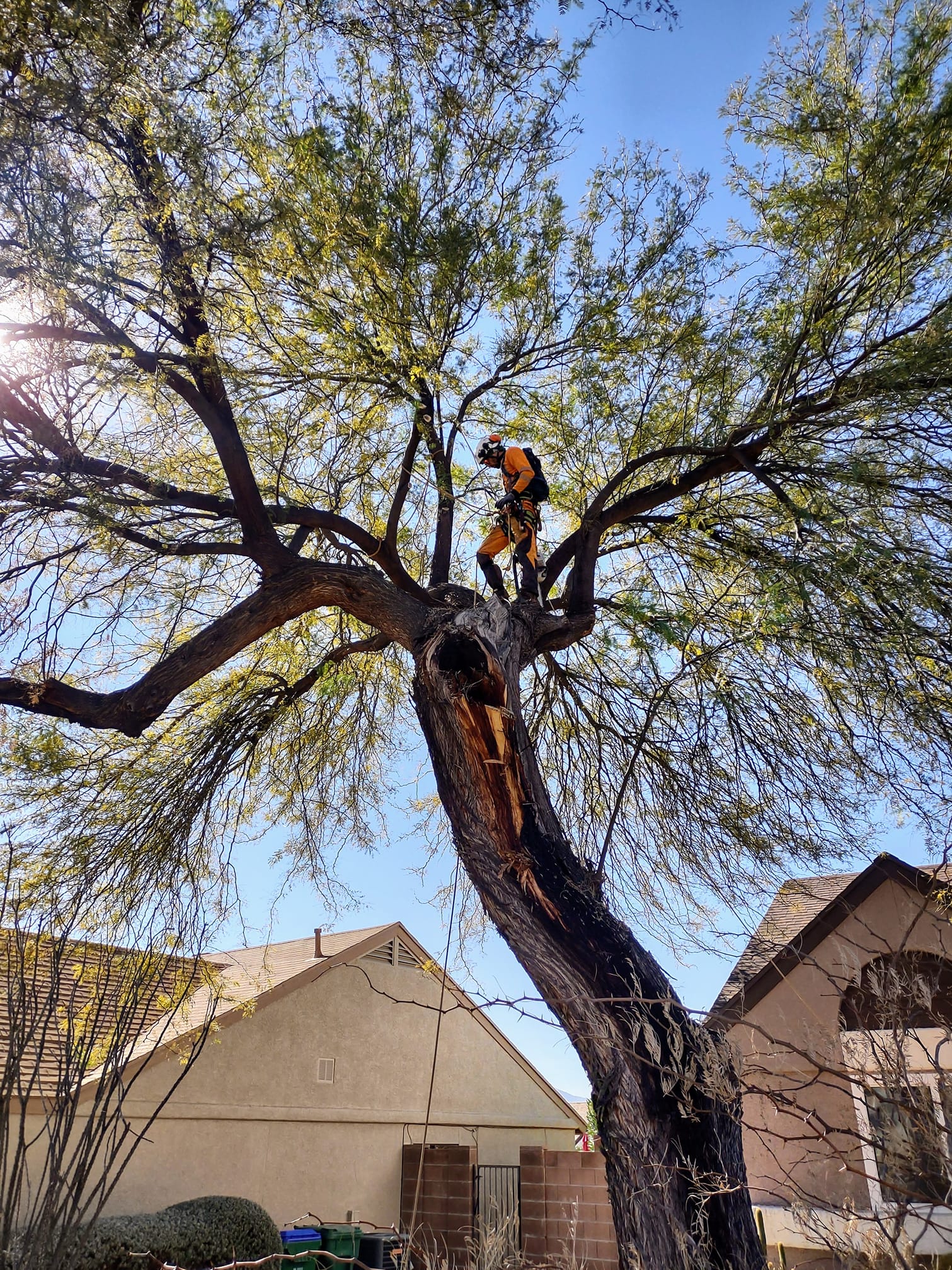 Gallery Top Notch Trees Tree Trimming, Removal, & Maintenance