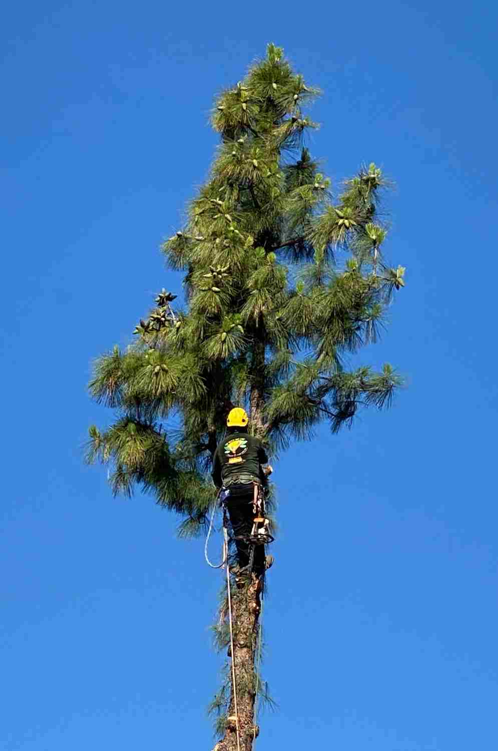 Tree Removal The Greater Los Angeles Area Top Notch Tree Care