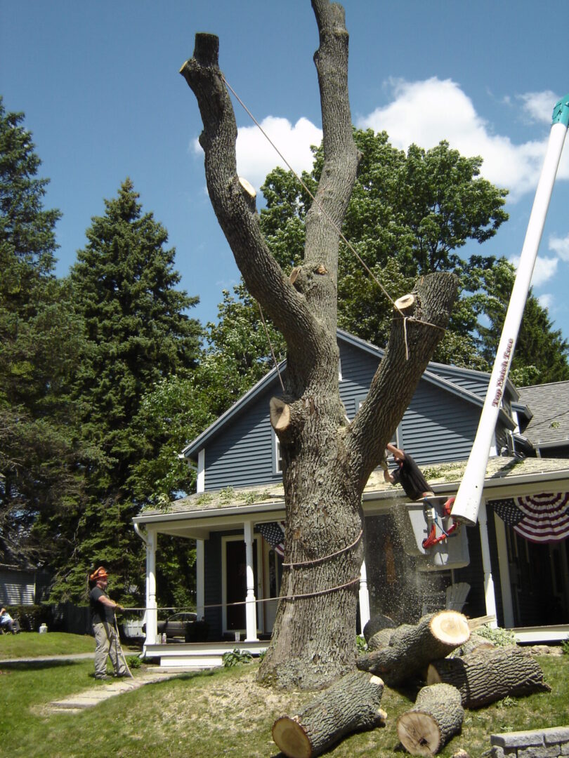 Gallery Top Notch Tree