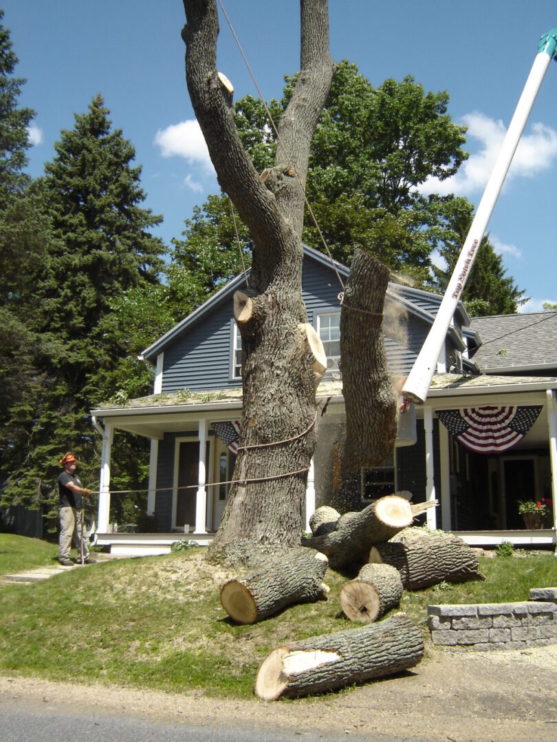 Gallery Top Notch Tree