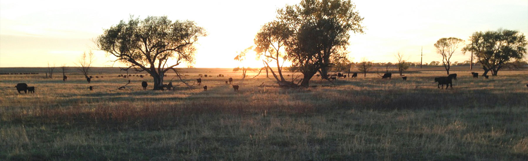 TOPP ANGUS Grace City, North Dakota
