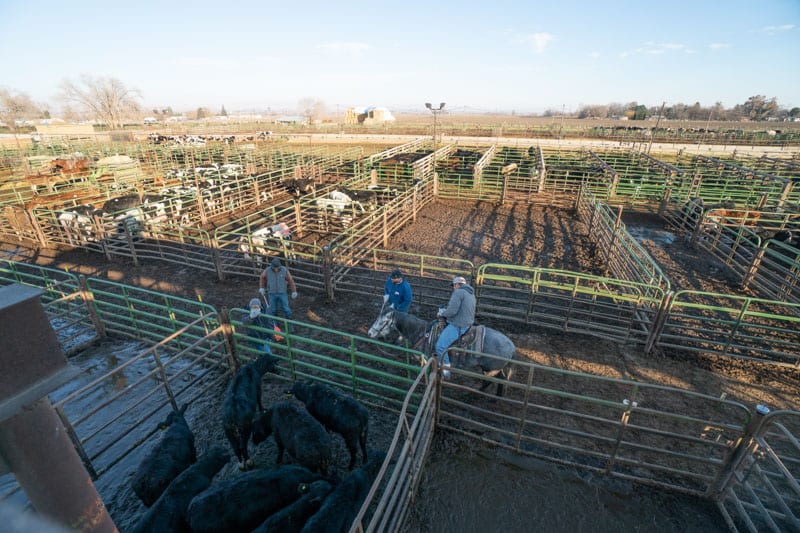 Toppenish Livestock Auction Photo Gallery