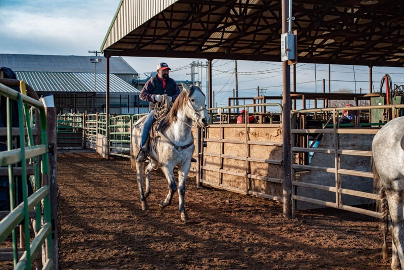 Toppenish Livestock Auction Photo Gallery