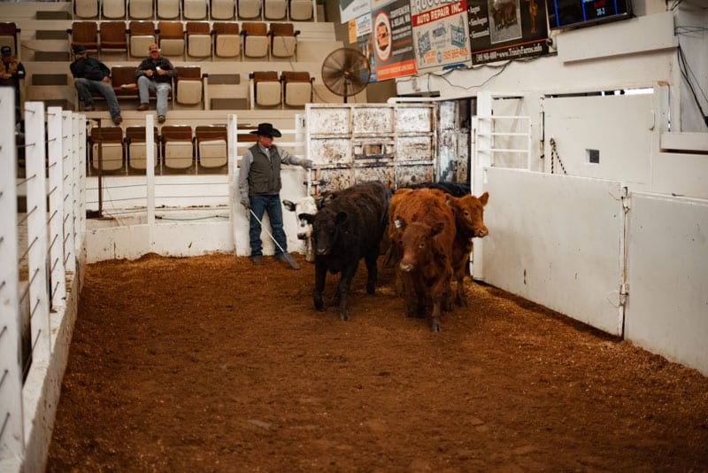 Toppenish Livestock Auction Photo Gallery