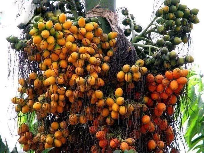 Areca nut Topperone