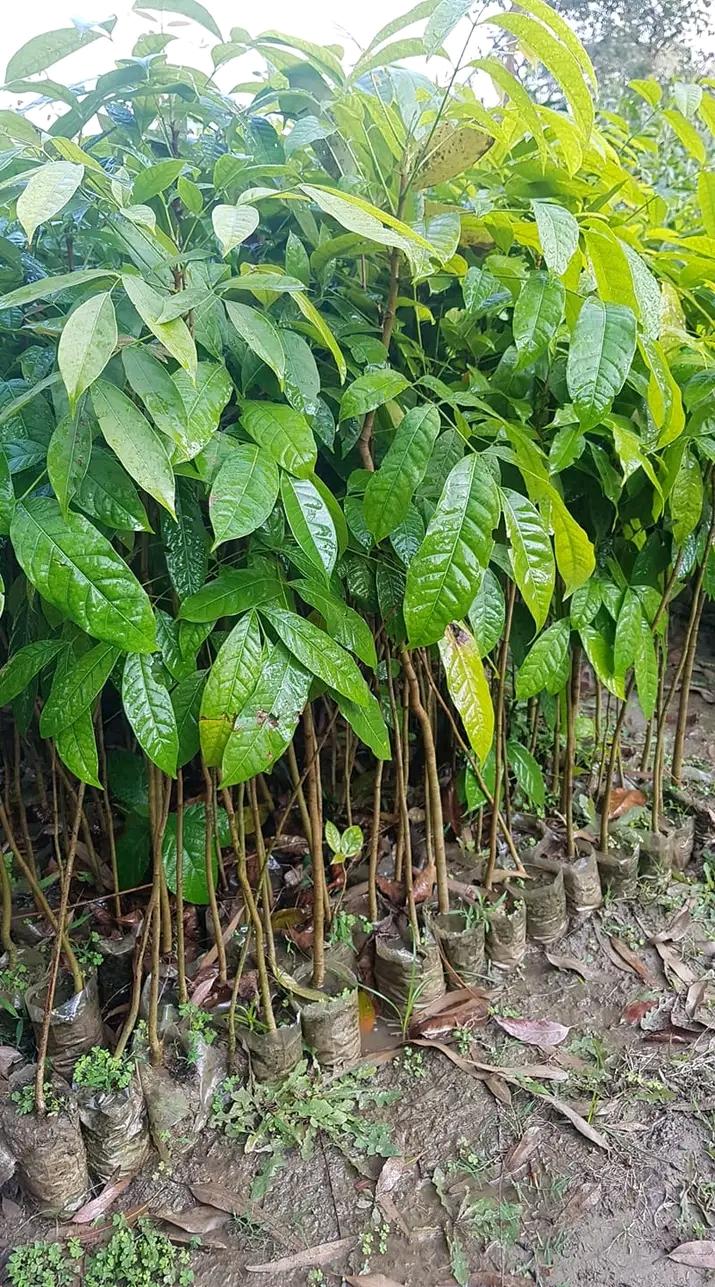 Mahogany tree Swietenia mahagoni Topperone