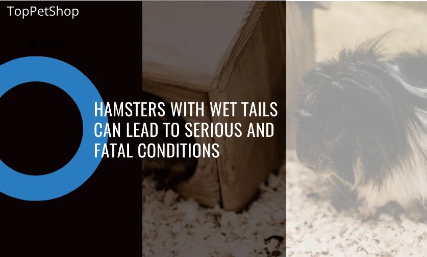 Hamsters With Wet Tails Can Lead To Fatal Conditions