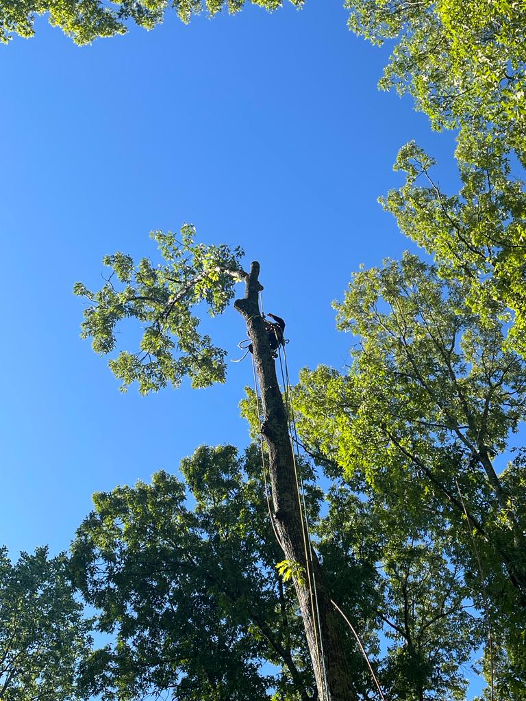 Top Pine services Top Pine services