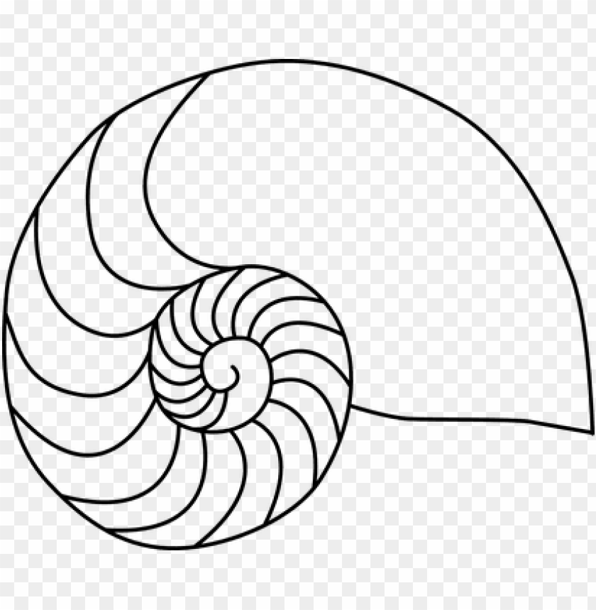 Download what is a fibonacci sequence nautilus shell