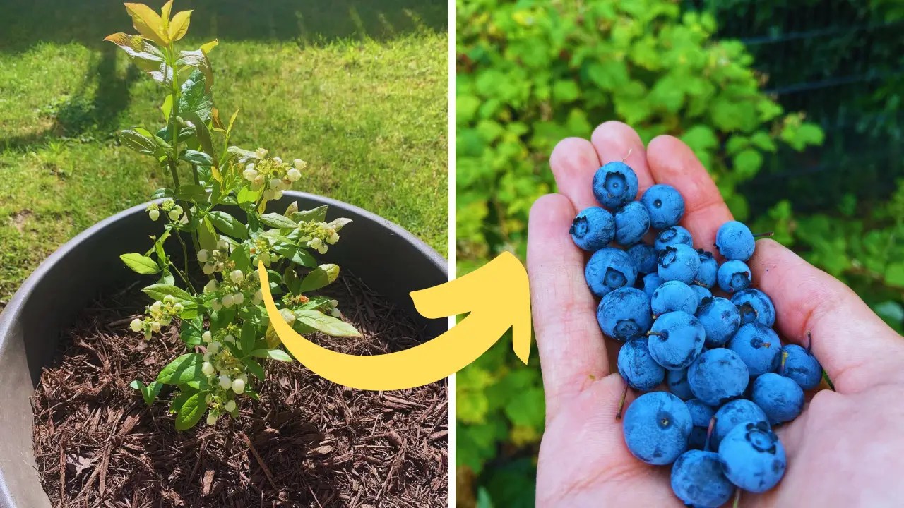 How to Grow & Care for Blueberries in Containers TopReviewsAdviser