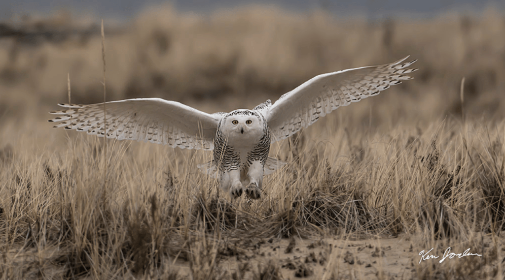 November Art Exhibit Ken Jordan Topsfield Town Library