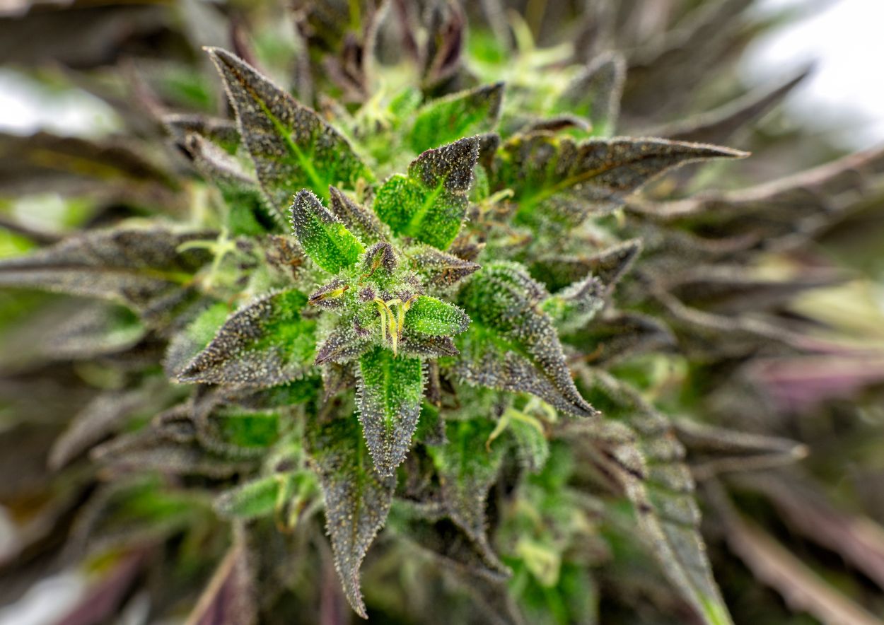 Dank Weed Demystified Navigating The World Of Premium Cannabis Top