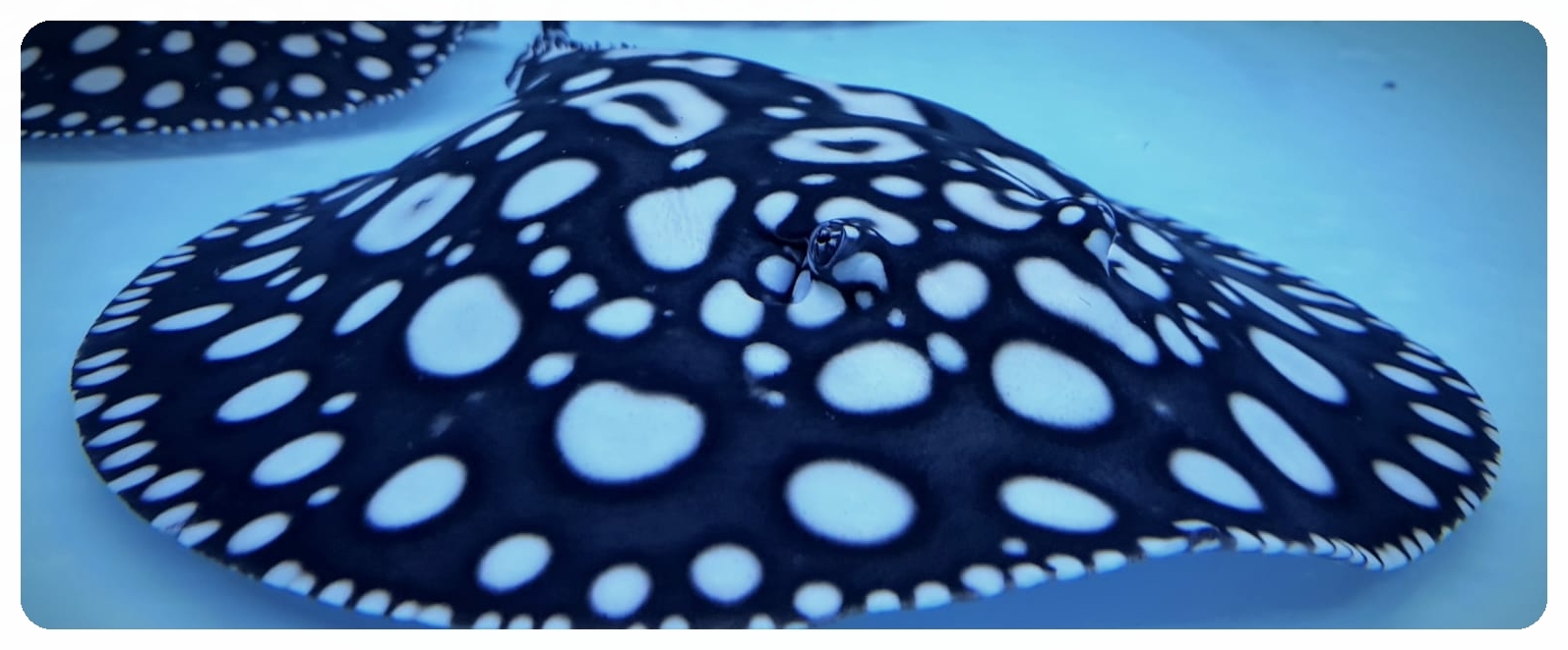 Black Diamond Stingrays UK based freshwater stingray specialist