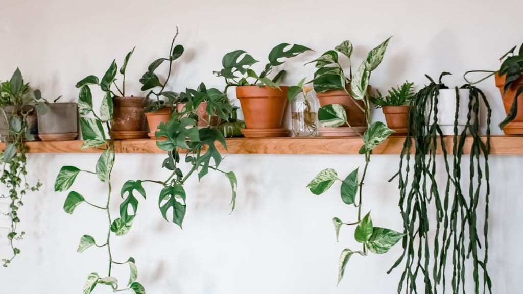 Best Indoor House Plants For Beginners