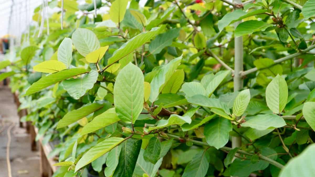 Kratom Vendors List October 2023 Regulatory Update: Global Kratom Ban 2021 - Top Tree Herbs